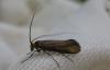 Nemophora metallica